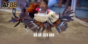 Đá Gà Cựa Dao
