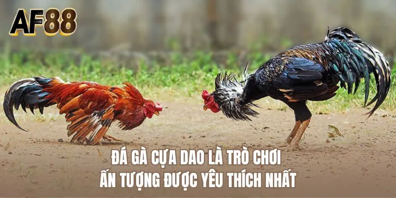 Đá gà cựa dao là trò chơi ấn tượng được yêu thích nhất 