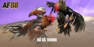 Đá Gà Thomo