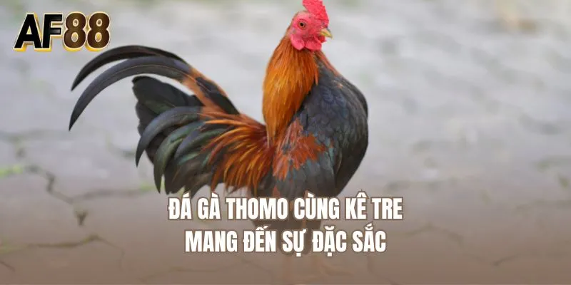 Đá gà thomo cùng kê tre mang đến sự đặc sắc