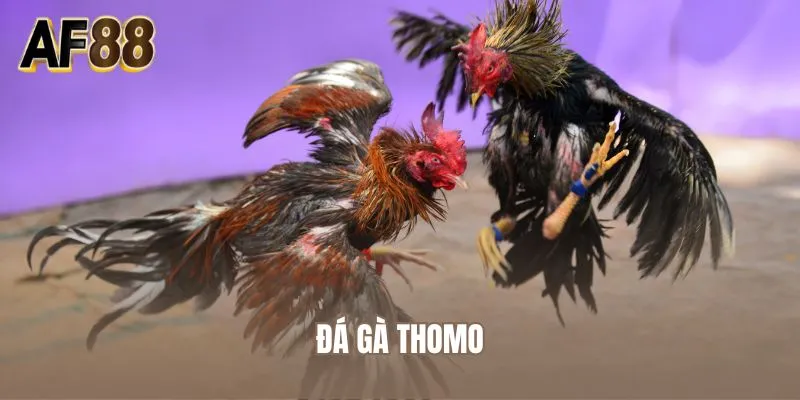 Đá Gà Thomo
