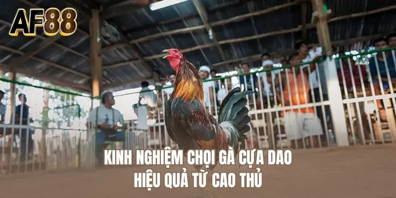 Kinh nghiệm chọi gà cựa dao hiệu quả từ cao thủ