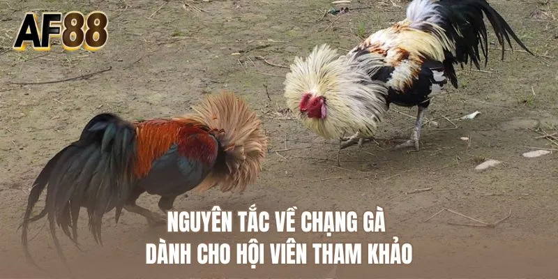 Nguyên tắc về chạng gà dành cho hội viên tham khảo