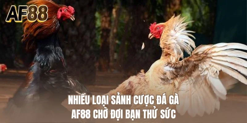Nhiều loại sảnh cược đá gà AF88 chờ đợi bạn thử sức 