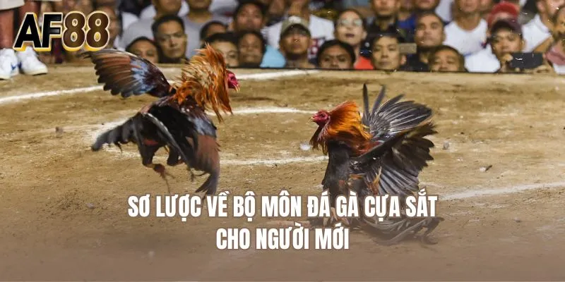 Sơ lược về bộ môn đá gà cựa sắt cho người mới