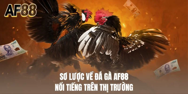 Sơ lược về đá gà AF88 nổi tiếng trên thị trường