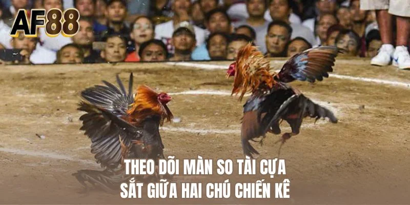 Theo dõi màn so tài cựa sắt giữa hai chú chiến kê